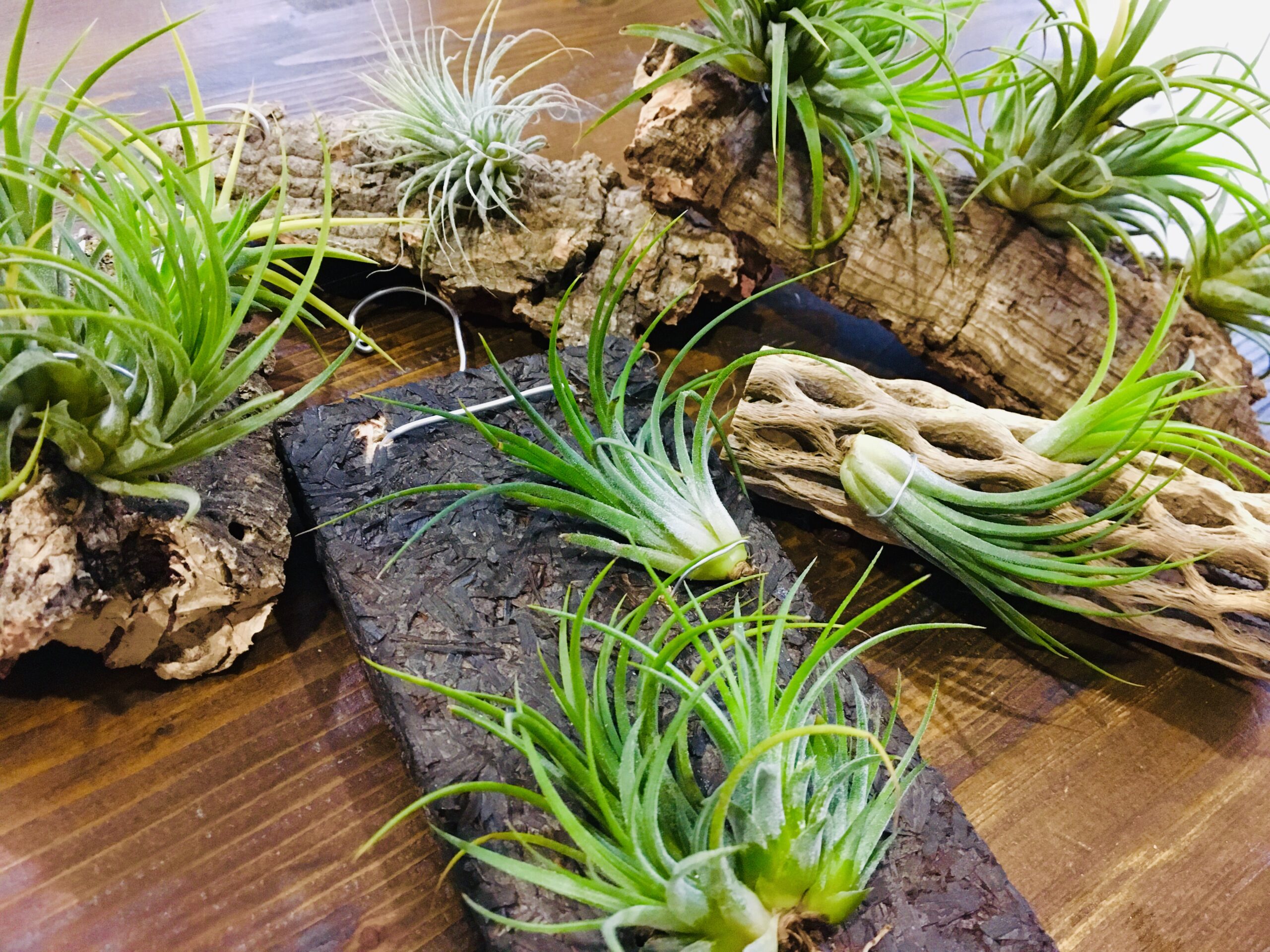 初心者でも大丈夫 インドアグリーンにエアプランツがオススメな３つのワケ おそのさん